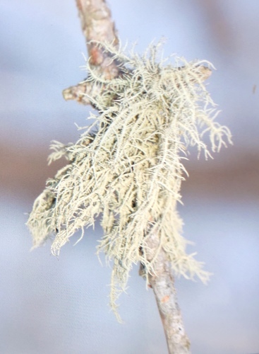 Bristly Beard Lichen