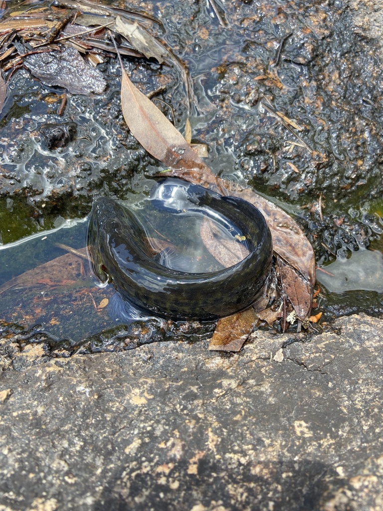 River Blackfish from Girraween National Park, Girraween, QLD, AU on ...