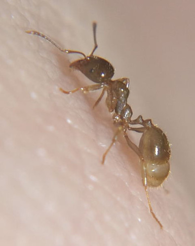 Aphaenogaster pallidaAphaenogaster pallida
