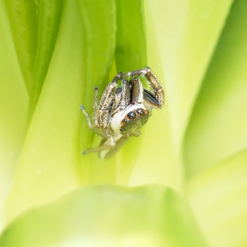 Hentzia antillana · iNaturalist