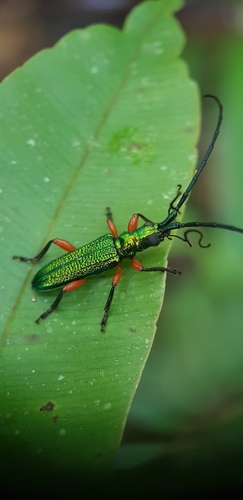 Heteropalpus pretiosus