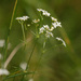 Slender Bedstraw - Photo (c) Tig, all rights reserved, uploaded by Tig