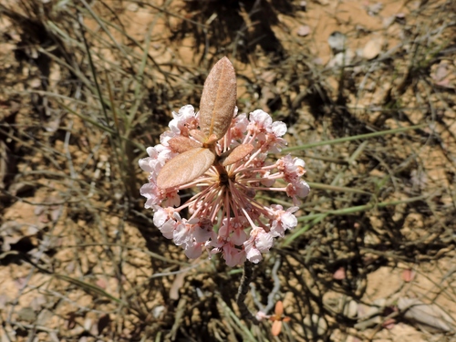 Genus Pterandra · iNaturalist