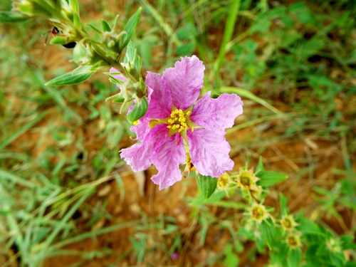 Diplusodon sessiliflorus