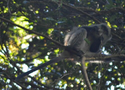 Blue Monkey