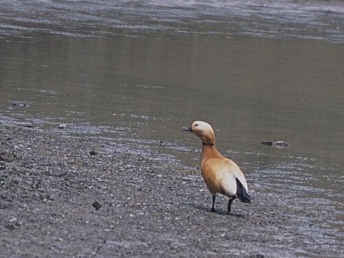 Ruddy Shelduck