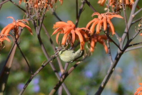 Amethyst Sunbird
