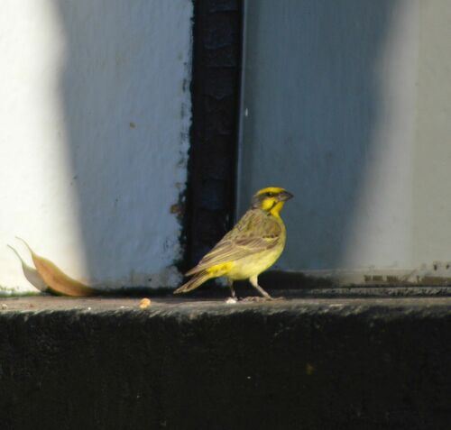 Yellow-fronted Canary