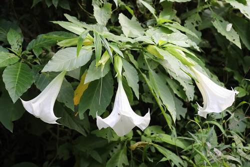 night bells