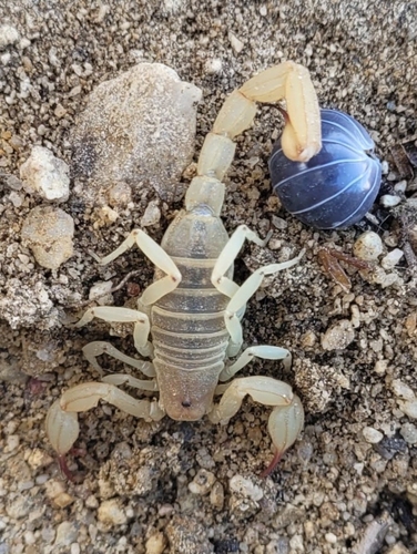 Kochius punctipalpi