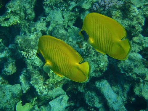 Masked Butterflyfish — seen at this dive site