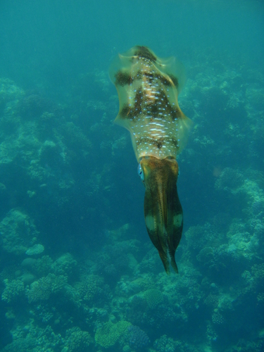 Bigfin Reef Squid — seen at this dive site