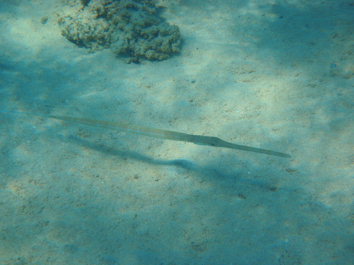 Blue-spotted Cornetfish — seen at this dive site