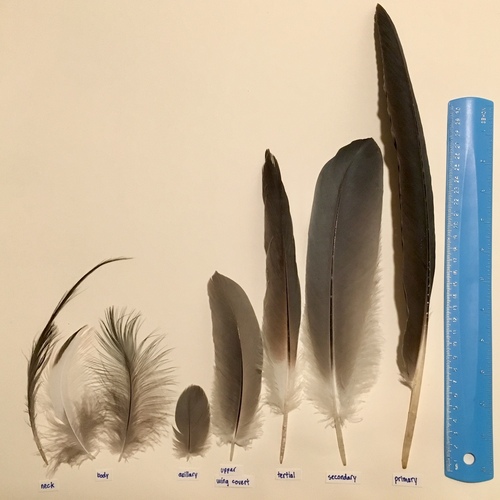 Great Blue Heron (Comparing Black and Turkey Vulture Feathers (and ...