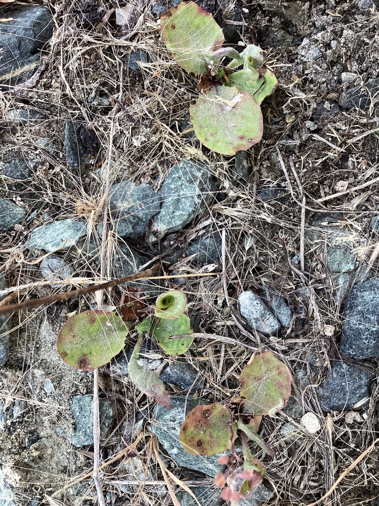 dicots from Frame Lake, Yellowknife, NT, CA on July 19, 2023 at 10:38 ...