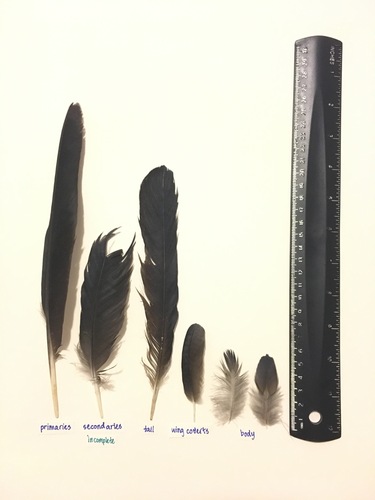 Crows and Ravens (Comparing Black and Turkey Vulture Feathers (and