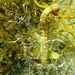 Observation photo