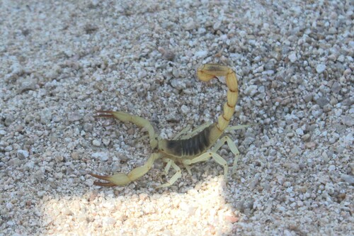 Hadrurus hirsutus