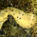 Observation photo