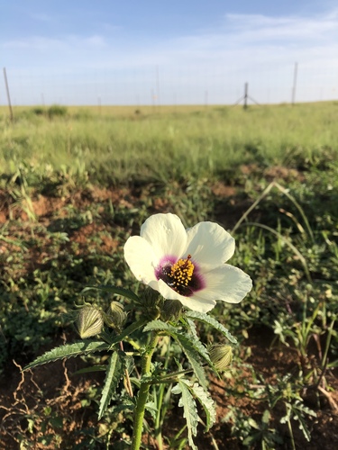 flower-of-an-hour