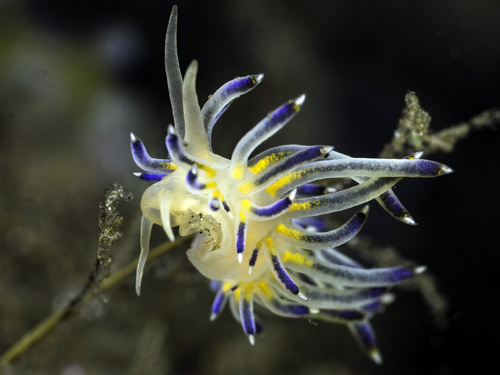 Sakuraeolis kirembosa — seen at this dive site