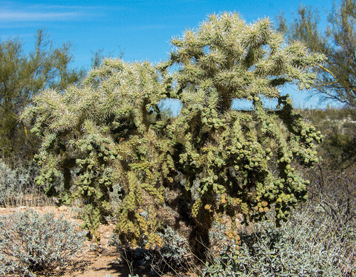 Chain-fruit Cholla