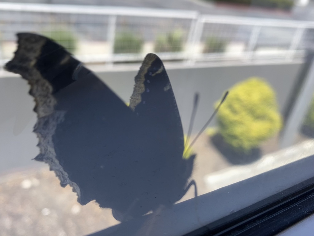 Mourning Cloak From N Rosemead Blvd Pasadena CA US On July 19 2023 mourning-cloak-from-n-rosemead-blvd-pasadena-ca-us-on-july-19-2023