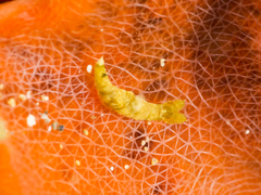 Image of Polycera risbeci