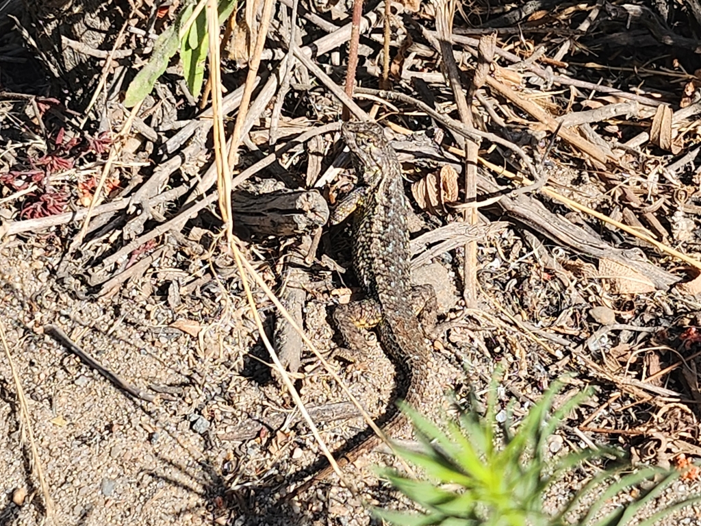 Western Fence Lizard from Solana Beach, CA 92075, USA on July 19, 2023 ...