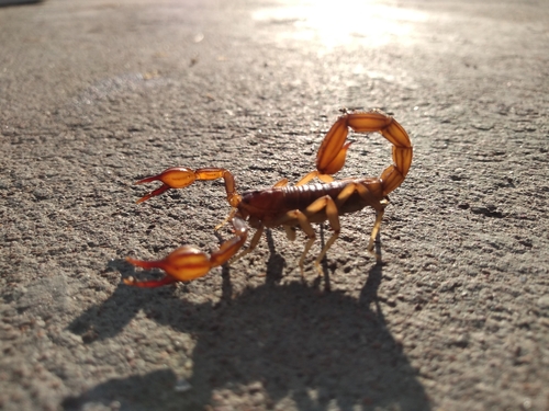 Thorellius intrepidus