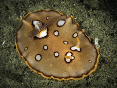Image of Platydoris ocellata