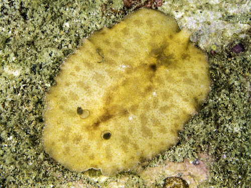 Platydoris inornata