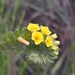 Euploca salicoides - Photo (c) Laurent Quéno, todos los derechos reservados, subido por Laurent Quéno