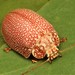 Paropsis ignis - Photo (c) Martin Lagerwey, όλα τα δικαιώματα διατηρούνται, uploaded by Martin Lagerwey