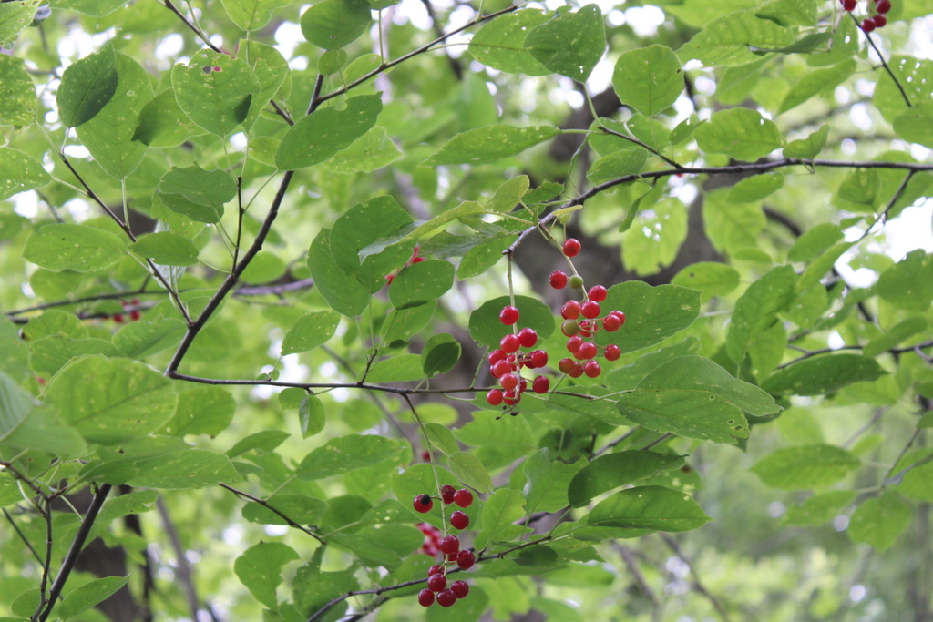 chokecherry from Creek Park, Dodge Center, MN, US on July 18, 2023 at