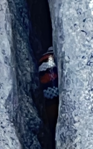 iNaturalist observation photo of California Mountain Kingsnake