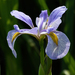 Iris virginica - Photo (c) Jay Gilliam, כל הזכויות שמורות, הועלה על ידי Jay Gilliam