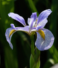 Southern Blue Flag - Photo (c) Jay Gilliam, all rights reserved, uploaded by Jay Gilliam
