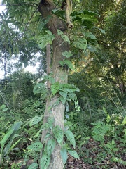 Monstera adansonii image