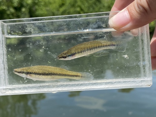 Blackstripe Topminnow