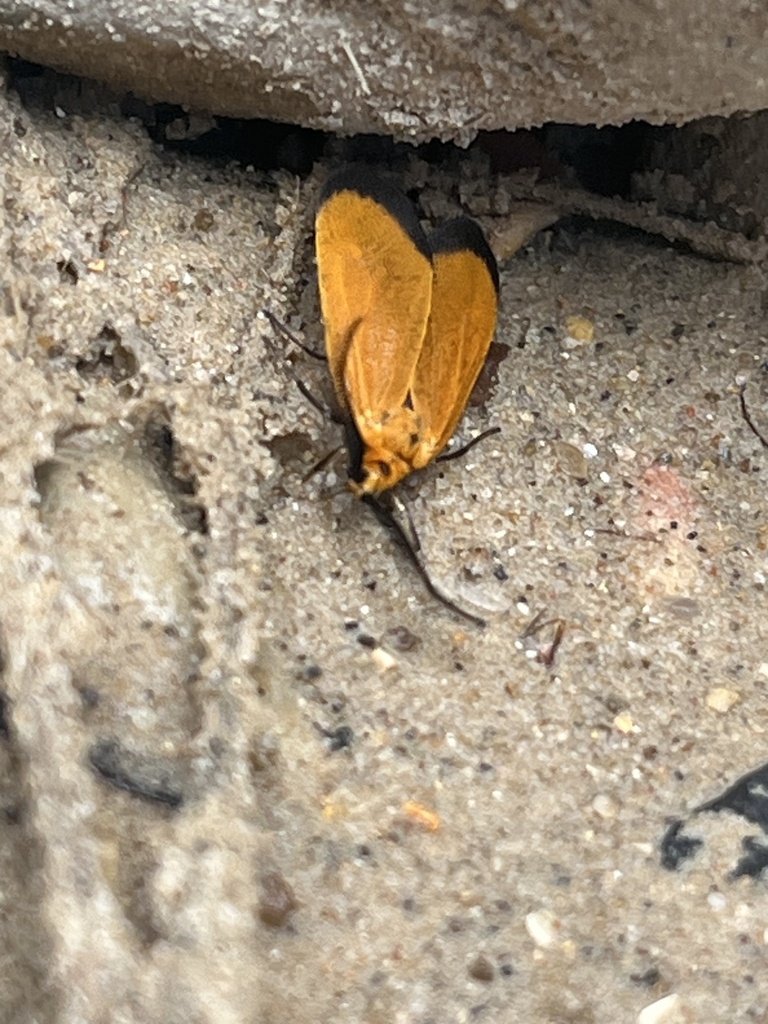 Butterflies and Moths from Zion National Park, Springdale, UT, US on