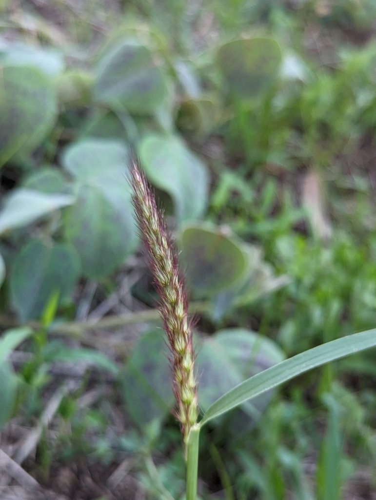 Beffelgrass buffelgrass from Coyula, 45400 Tonalá, Jal., México on July 19, 2023 at ...