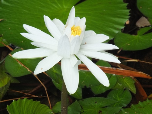 Egyptian white water-lily