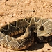 Neotropical Rattlesnake - Photo (c) Geraldo M. Pereira, all rights reserved, uploaded by Geraldo M. Pereira