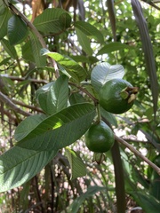 Psidium guajava image