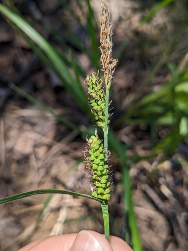 Columbian sedge (Carex aperta)