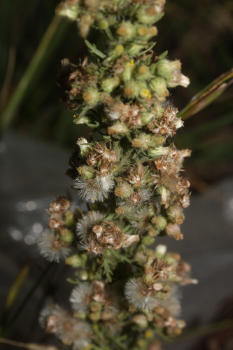 Laennecia sophiifolia image