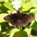 Florida Duskywing - Photo (c) Jay Keller, all rights reserved, uploaded by Jay Keller