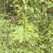 Begonia ludwigii - Photo (c) Ruth Ripley, todos los derechos reservados, subido por Ruth Ripley
