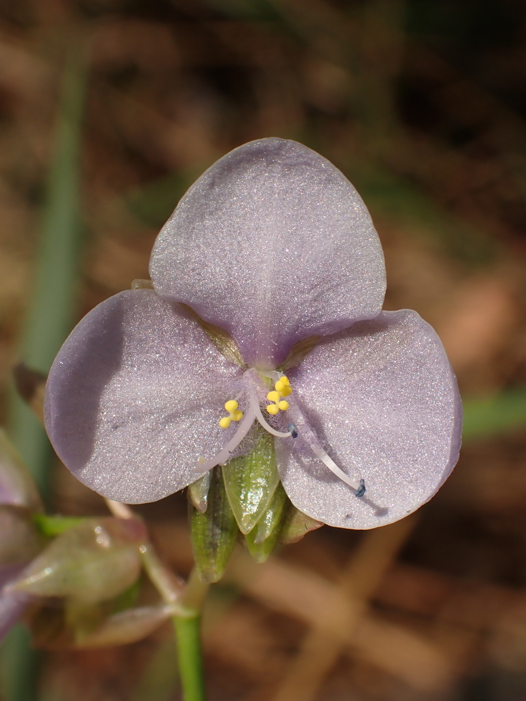 Murdannia gigantea (Murdannia gigantea)